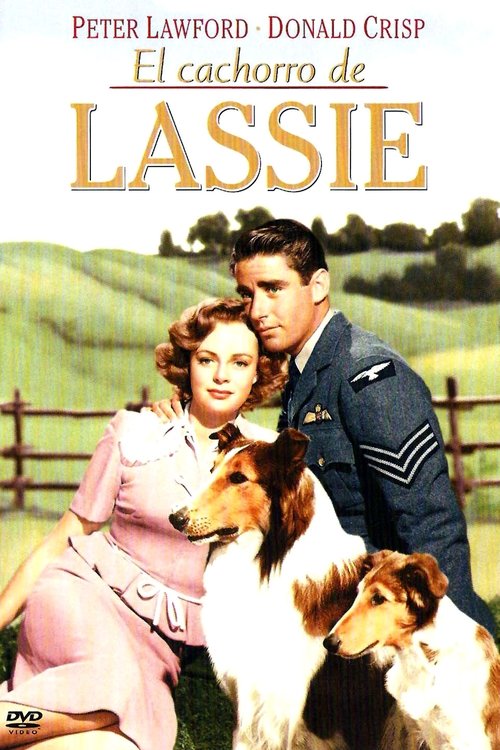 El cachorro de Lassie (El hijo de Lassie)